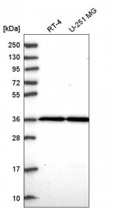 Anti-THAP5 antibody produced in rabbit 