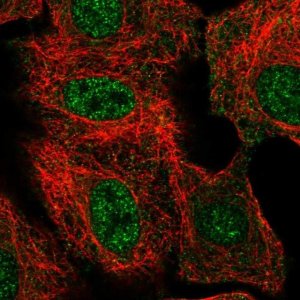 Anti-THAP8 antibody produced in rabbit 