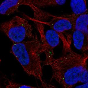 Anti-THBS4 antibody produced in rabbit 