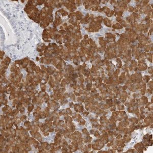 Anti-THEM4 antibody produced in rabbit 