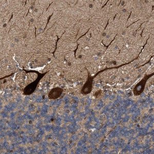 Anti-THEM6 antibody produced in rabbit 