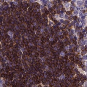 Anti-THEMIS antibody produced in rabbit 
