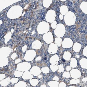 Anti-THEMIS2 antibody produced in rabbit 