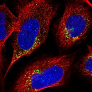 Anti-THEMIS2 antibody produced in rabbit 
