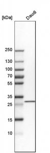 Anti-THG1L antibody produced in rabbit 