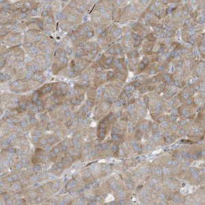 Anti-THNSL2 antibody produced in rabbit 