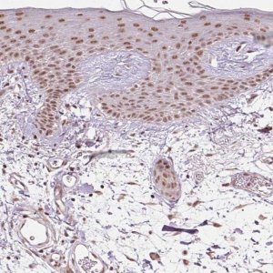 Anti-THOC6 antibody produced in rabbit 