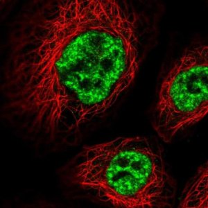 Anti-THOC6 antibody produced in rabbit 