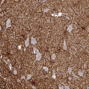 Anti-THOP1 antibody produced in rabbit 