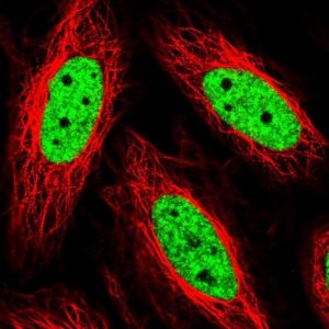 Anti-THRAP3 antibody produced in rabbit 