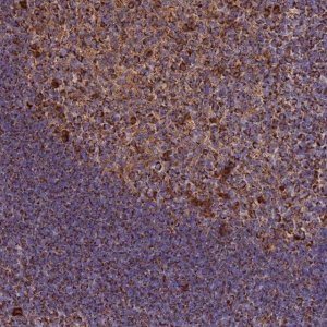 Anti-THUMPD2 antibody produced in rabbit 