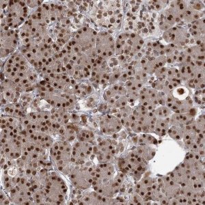 Anti-THYN1 antibody produced in rabbit 