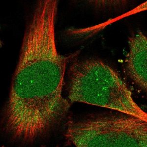 Anti-THYN1 antibody produced in rabbit 