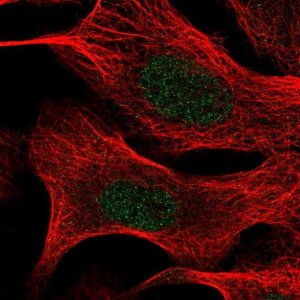 Anti-TIA1 antibody produced in rabbit 