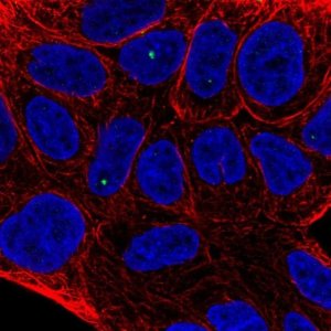 Anti-TIGD2 antibody produced in rabbit 