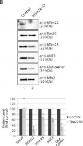 Anti-TIMM29 antibody produced in rabbit 