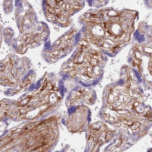 Anti-TINAGL1 antibody produced in rabbit 