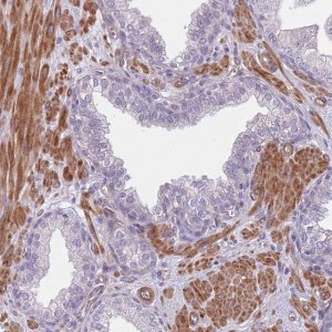 Anti-TINAGL1 antibody produced in rabbit 