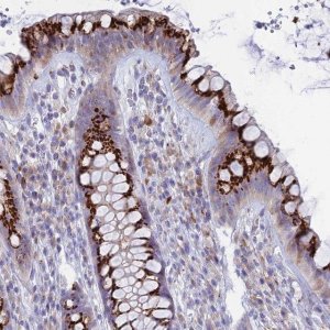 Anti-TISP43 antibody produced in rabbit 