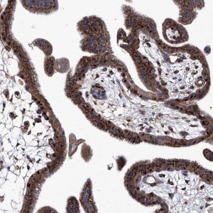 Anti-TJAP1 antibody produced in rabbit 