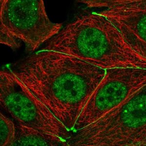 Anti-TJP3 antibody produced in rabbit 