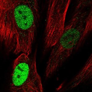 Anti-TLE4 antibody produced in rabbit 