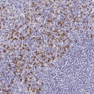Anti-TLR4 antibody produced in rabbit 