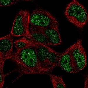 Anti-TLX3 antibody produced in rabbit 