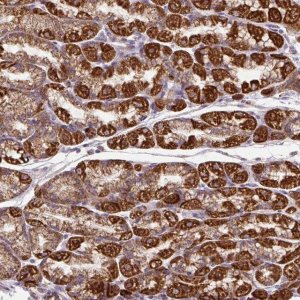 Anti-TM2D3 antibody produced in rabbit 