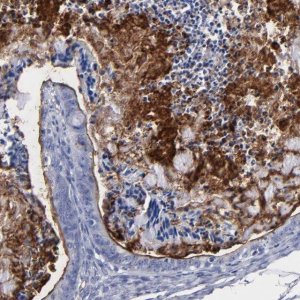 Anti-TM4SF1 antibody produced in rabbit 