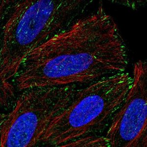 Anti-TM4SF20 antibody produced in rabbit 