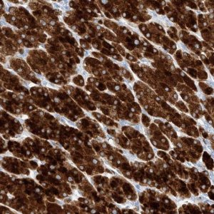 Anti-TM7SF2 antibody produced in rabbit 