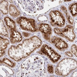 Anti-TM9SF1 antibody produced in rabbit 