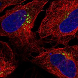 Anti-TM9SF1 antibody produced in rabbit 