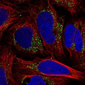 Anti-TM9SF3 antibody produced in rabbit 