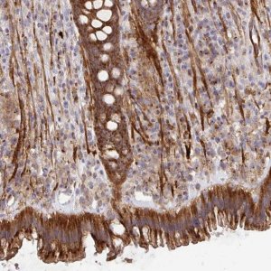 Anti-TM9SF4 antibody produced in rabbit 