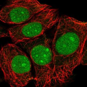 Anti-TMA16 antibody produced in rabbit 
