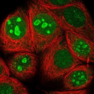 Anti-TMA7 antibody produced in rabbit 