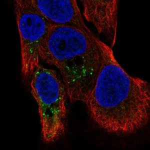 Anti-TMBIM1 antibody produced in rabbit 