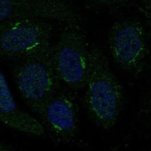 Anti-TMBIM4 antibody produced in rabbit 