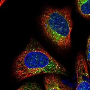 Anti-TMC7 antibody produced in rabbit 