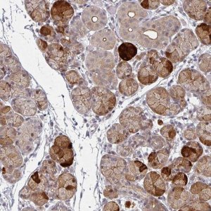 Anti-TMCC1 antibody produced in rabbit 