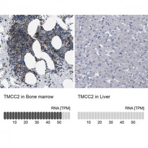Anti-TMCC2 antibody produced in rabbit 