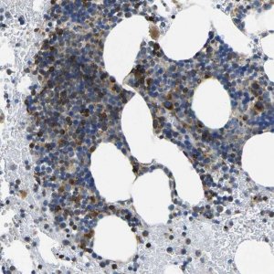 Anti-TMCC2 antibody produced in rabbit 