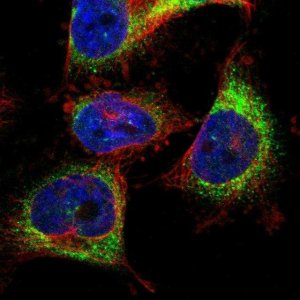 Anti-TMCC3 antibody produced in rabbit 