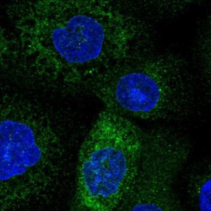 Anti-TMCO1 antibody produced in rabbit 