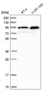 Anti-TMCO3 antibody produced in rabbit 