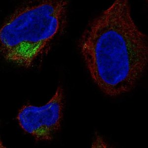 Anti-TMCO4 antibody produced in rabbit 