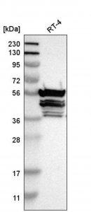 Anti-TMCO4 antibody produced in rabbit 