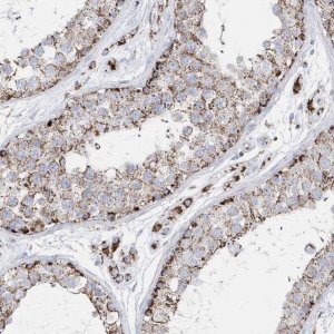 Anti-TMCO6 antibody produced in rabbit HPA037474-100UL